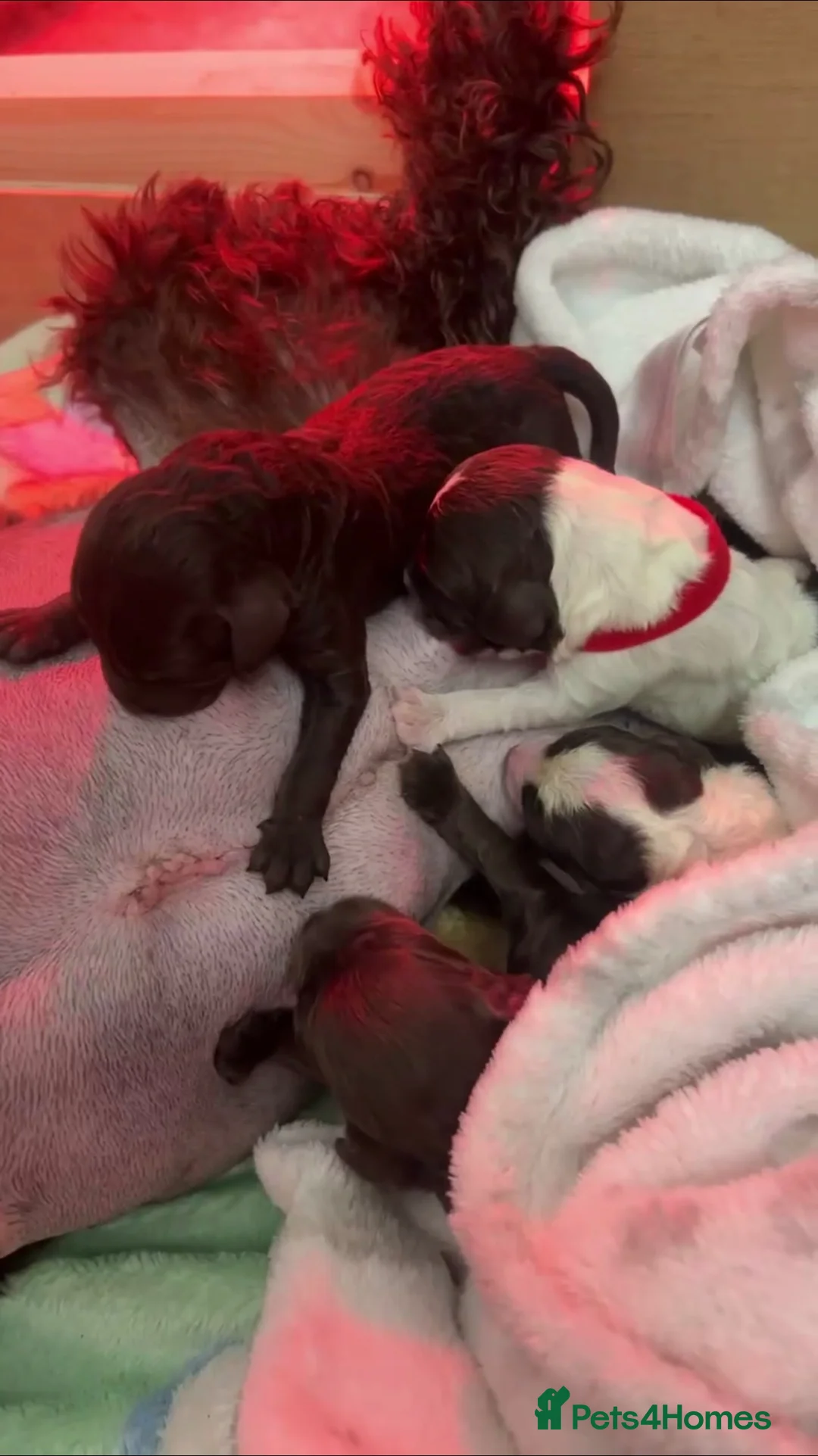 Sproodle dogs for sale: 4 Beautiful Sproodle Puppies - Ready soon 🐾 - Advert 2