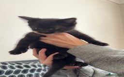 Mixed Breed cats for sale: 4 mixed breed kittens looking for forever homes.  - Image 6