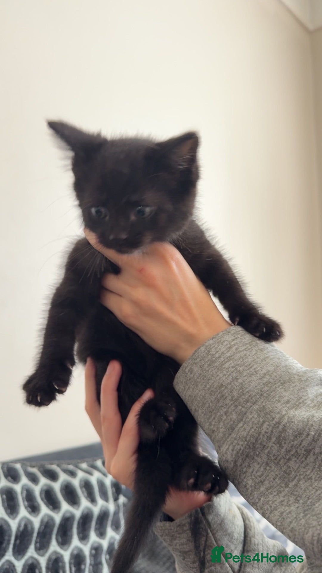 Mixed Breed cats for sale: 4 mixed breed kittens looking for forever homes.  - Image 6