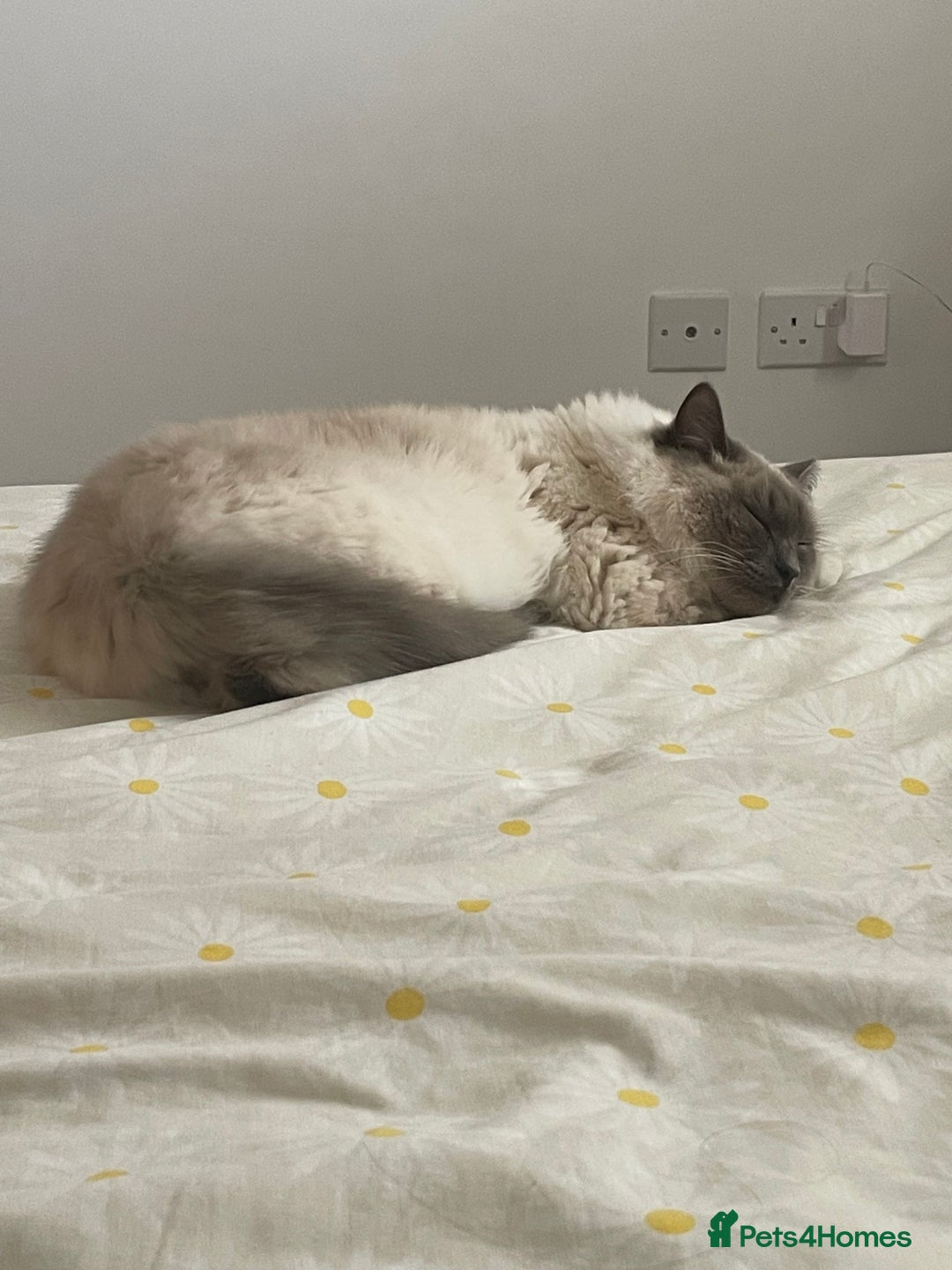 Ragdoll cats for sale: Gorgeous Mitted Bluepoint Ragdoll - Image 19