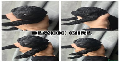 Toy Poodle dogs - Advert 10