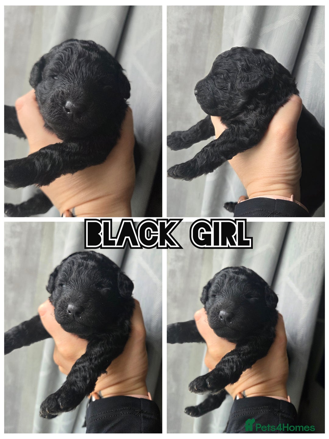 Toy Poodle dogs for sale: Stunning KC reg toy poodle puppies - Image 2