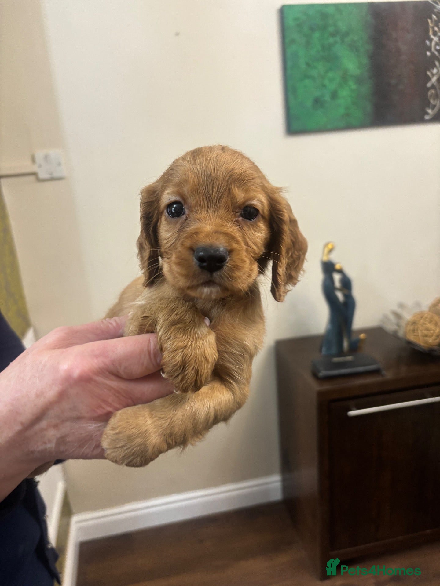 Cocker Spaniel dogs Stunning cocker spaniel puppies🐶 - Advert 12