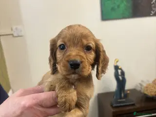 Cocker Spaniel dogs Stunning cocker spaniel puppies🐶 - Advert 12