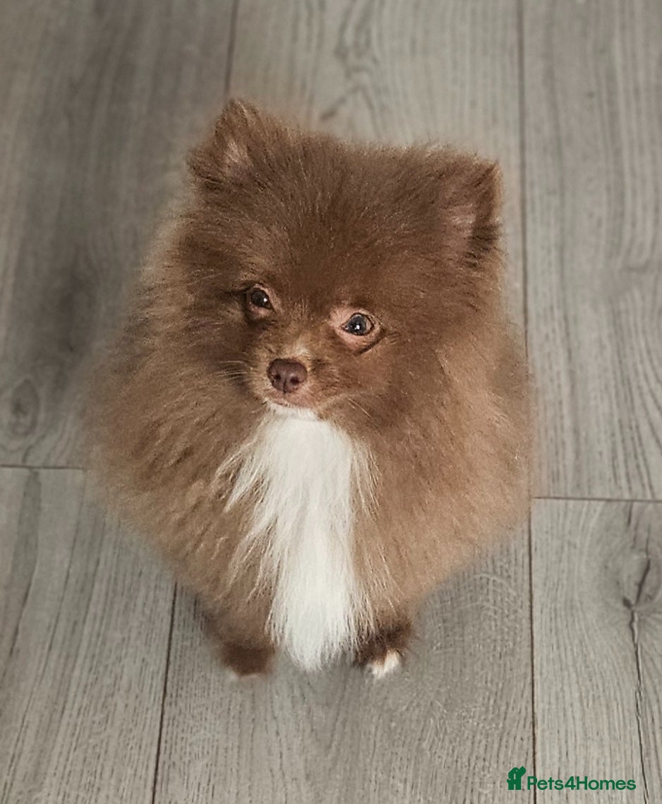 Pomeranian dogs READY TO LEAVE NOW Beautiful Boy KC pomeranian Pup - Advert 1