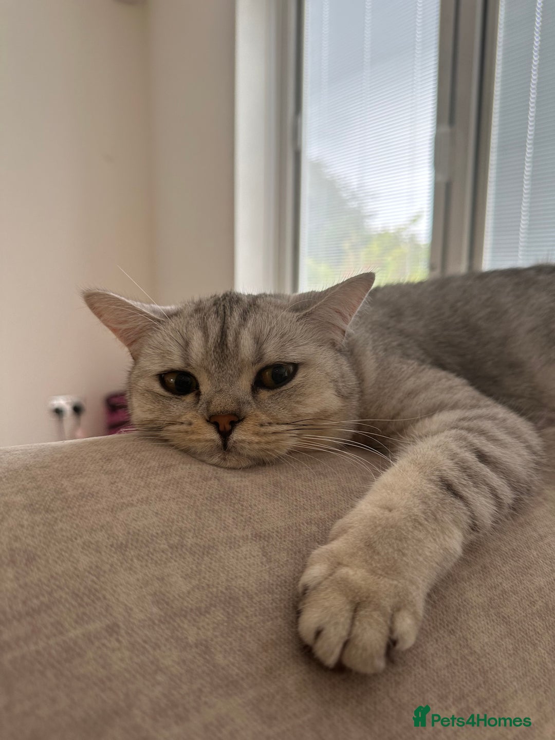 British Shorthair cats for sale: 2x British Shorthair - Advert 17