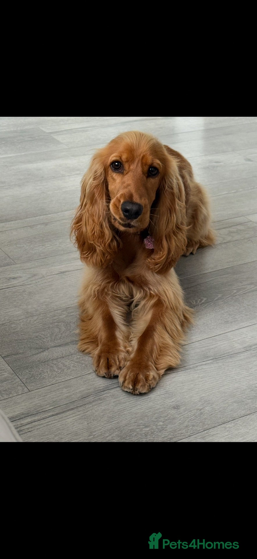 Cocker Spaniel dogs for sale: Show Cocker Spaniel  - Advert 1