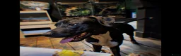 Mixed Breed dogs for sale: 2 mix breed 9 months old.  - Advert 4