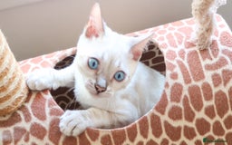 Bengal cats for sale: Stunning Silver Lynx Bengal kitten Ready Now  - Image 9