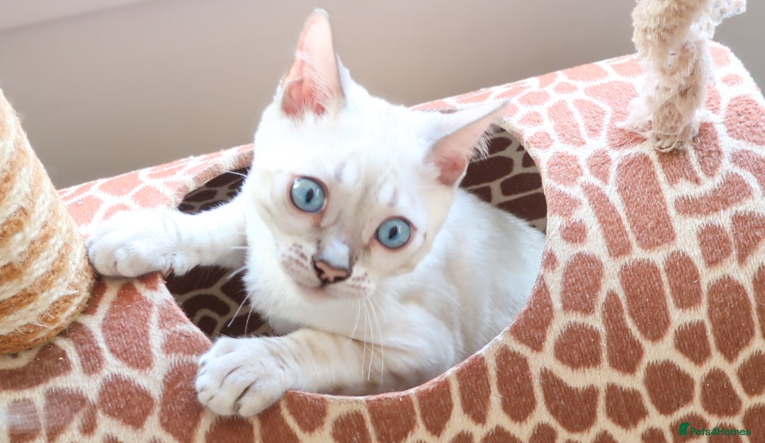 Bengal cats for sale: Stunning Silver Lynx Bengal kitten Ready Now  - Image 9