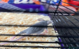 Mouse rodents for sale: Female mice free to good home - Image 12