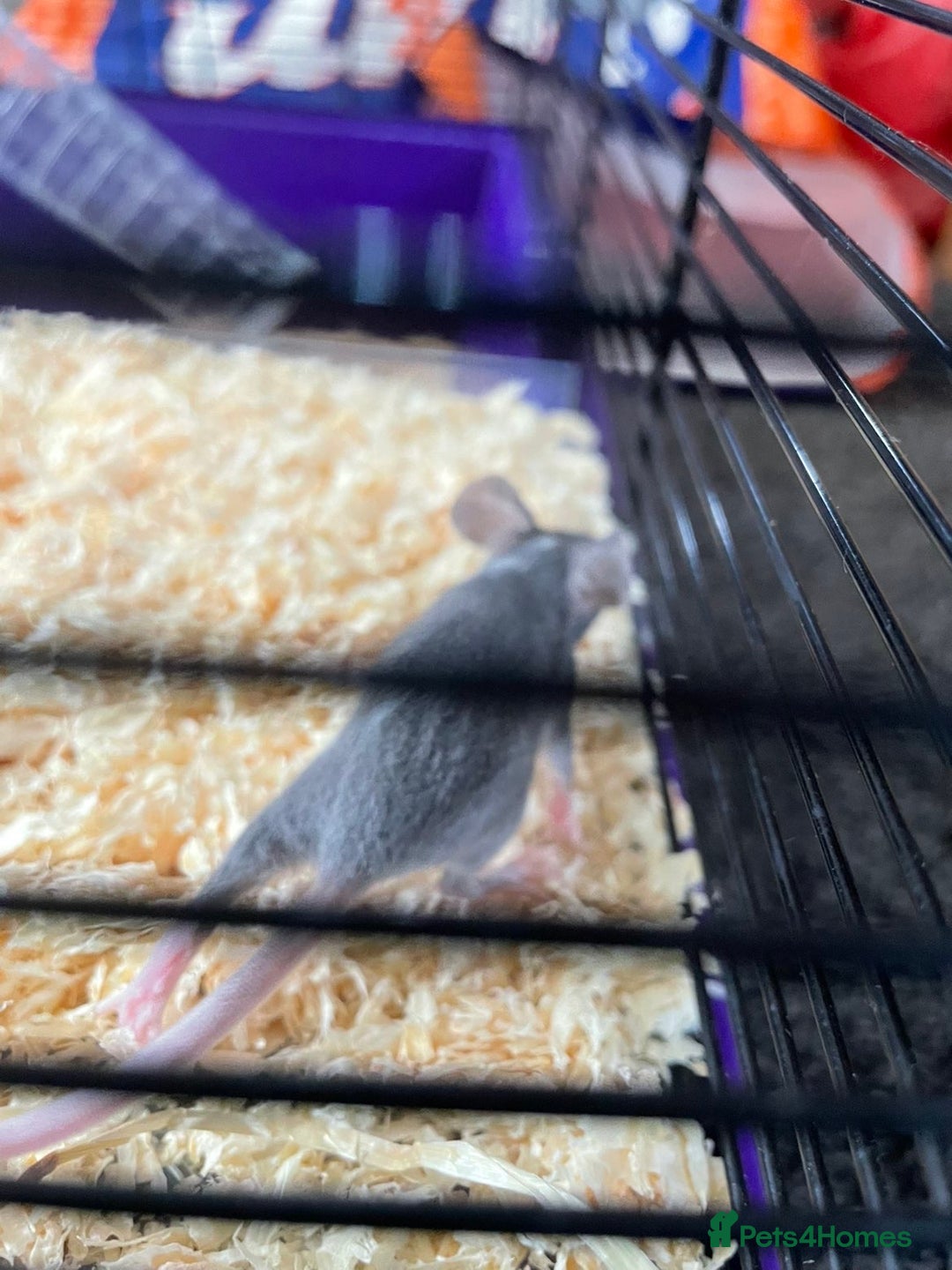 Mouse rodents for sale: Female mice free to good home - Image 12