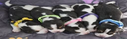 Beagle dogs for sale: Beautiful beagle puppies  in Rugby - Advert 6