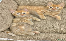 Mixed Breed cats for sale: BEAUTIFUL KITTENS  - Image 10