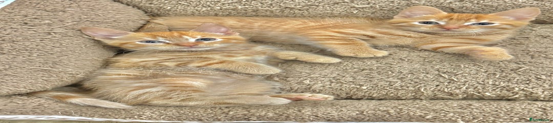 Mixed Breed Kitten 2