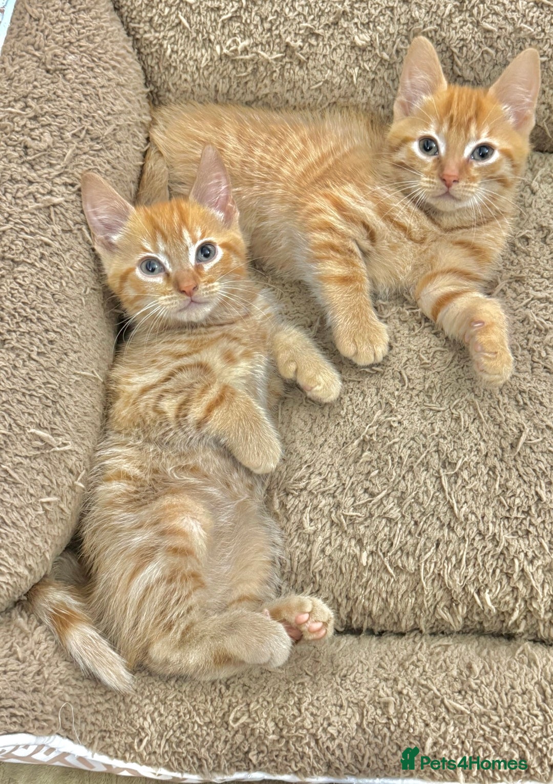 Mixed Breed cats for sale: BEAUTIFUL KITTENS  - Image 10