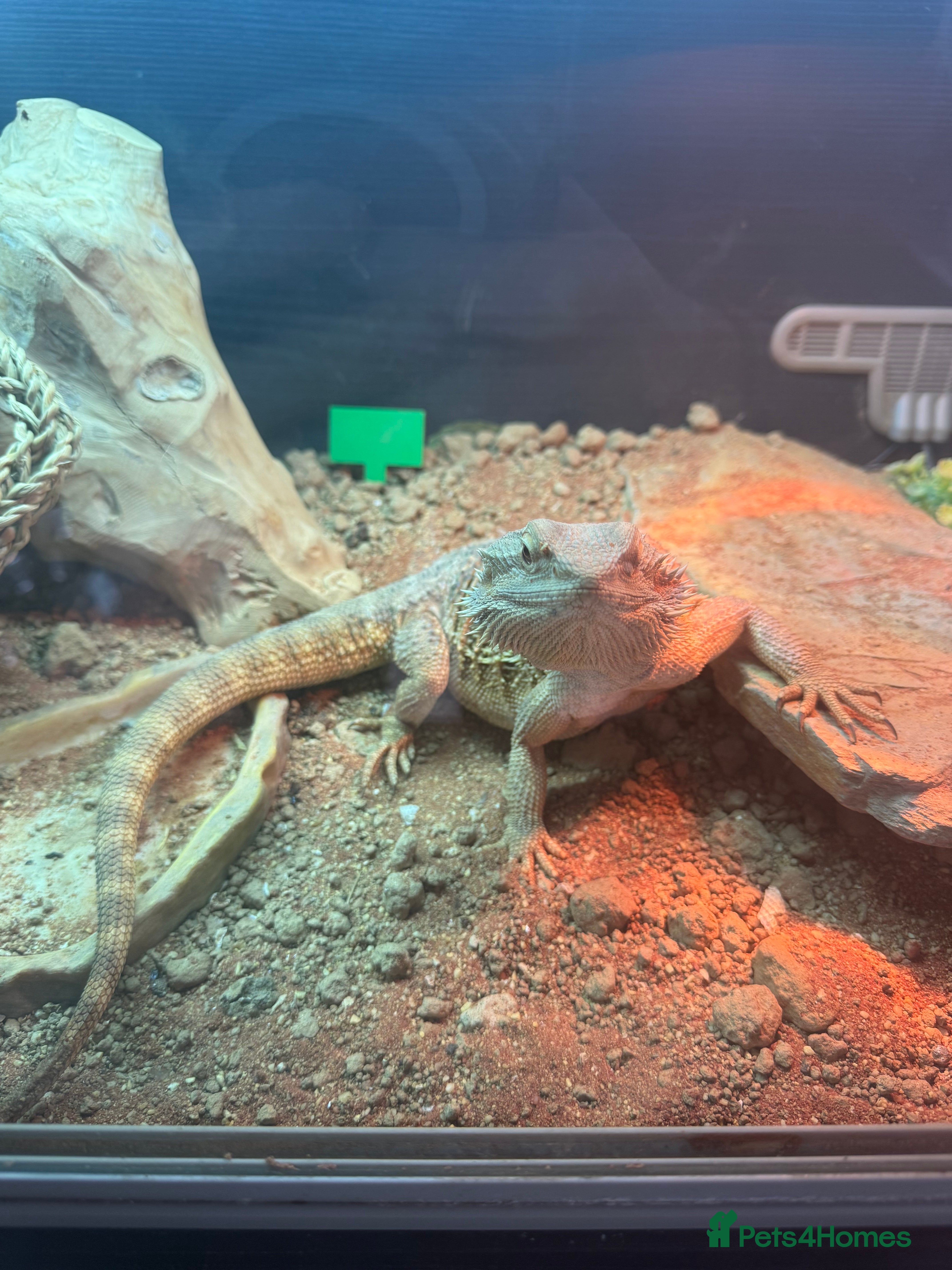 Bearded Dragon reptiles Bearded dragon with enclosure for rehoming  - Advert 6