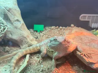 Bearded Dragon reptiles Bearded dragon with enclosure for rehoming - Advert 6