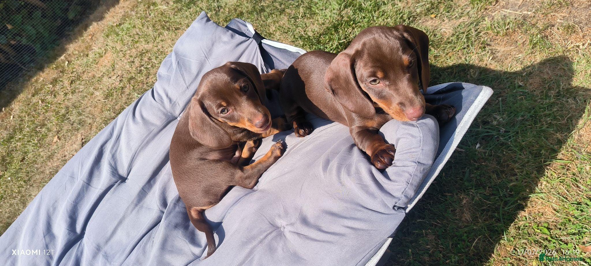 Miniature Dachshund dogs Adorable mini dachshunds. Ready now. - Advert 14