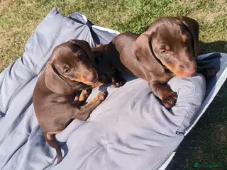 Miniature Dachshund dogs Adorable mini dachshunds. Ready now. - Advert 14