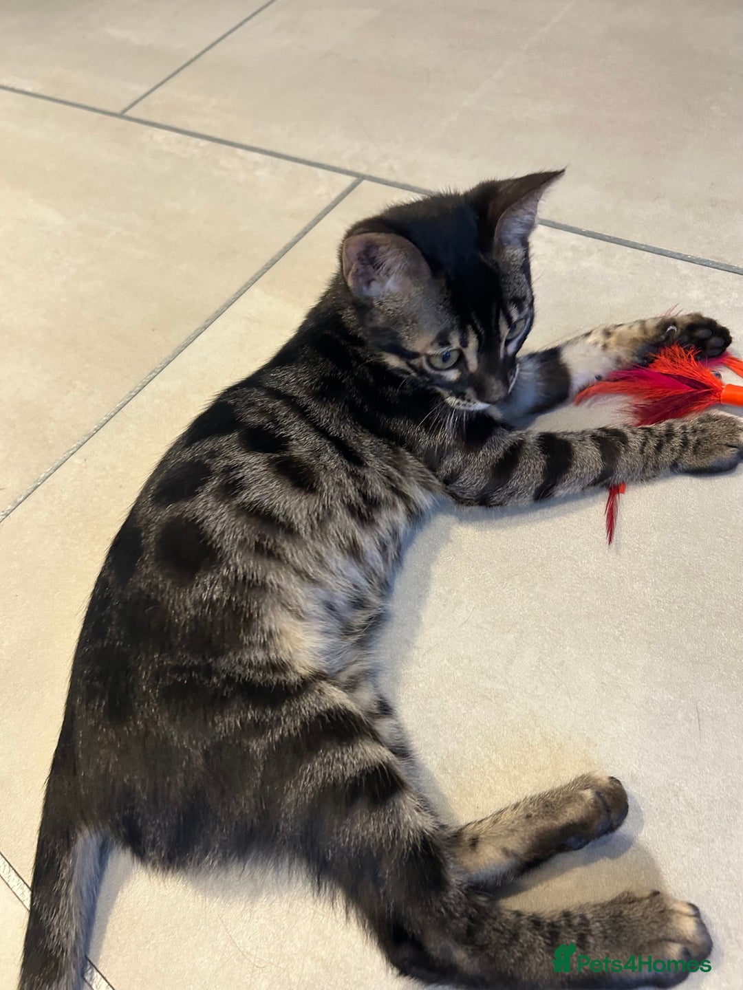 Bengal cats for sale: Stunning Charcoal Female Bengal Kitten - TICA - Advert 5