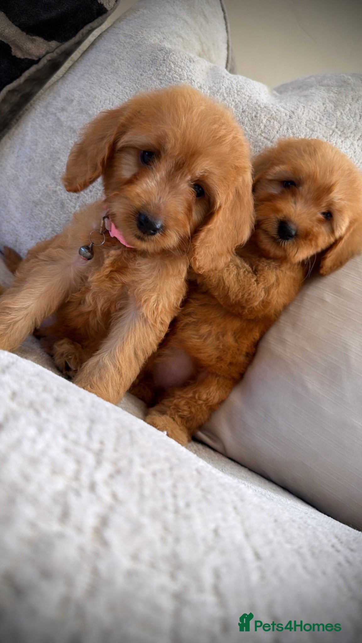 Cockapoo dogs 🐶Ready now Amazing red cockapoos🐶 - Advert 1