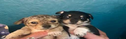 Chiweenie dogs for sale: 🐶 Gorgeous Litter of Toy Chiweenies 🐶 in Okehampton - Advert 12