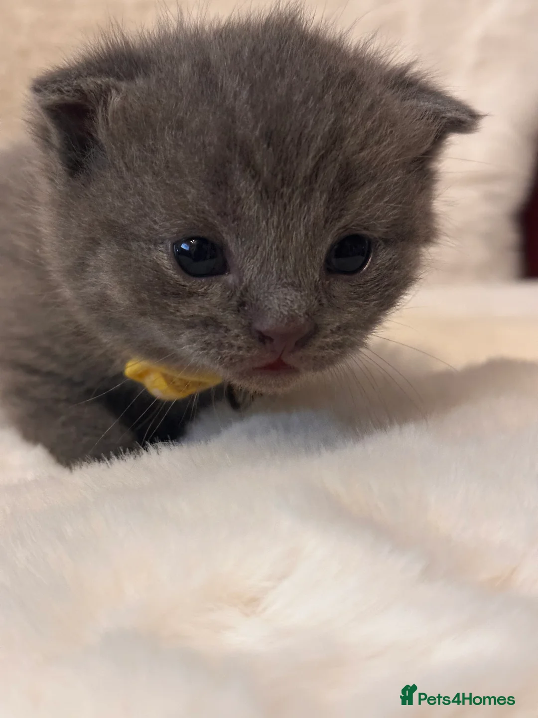 Scottish Fold cats for sale: Last rare choc baby available, weaned & ready ❤️  - Advert 5