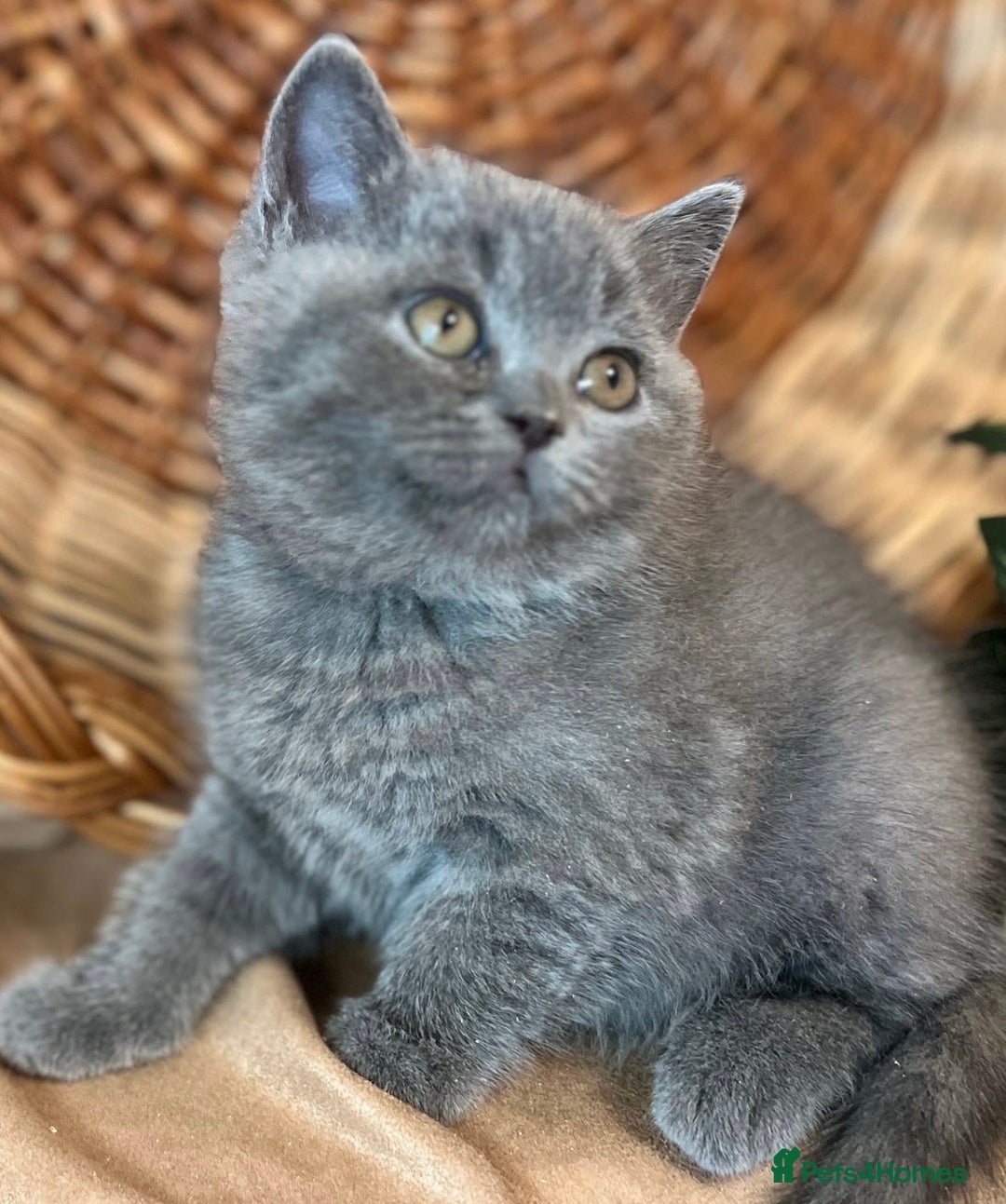 British Shorthair cats for sale: British Shorthair Kittens – Only 2 Left, Ready Now - Image 9