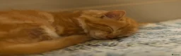 Turkish Angora cats for sale: Maine coon x Turkish angora kittens - Advert 6