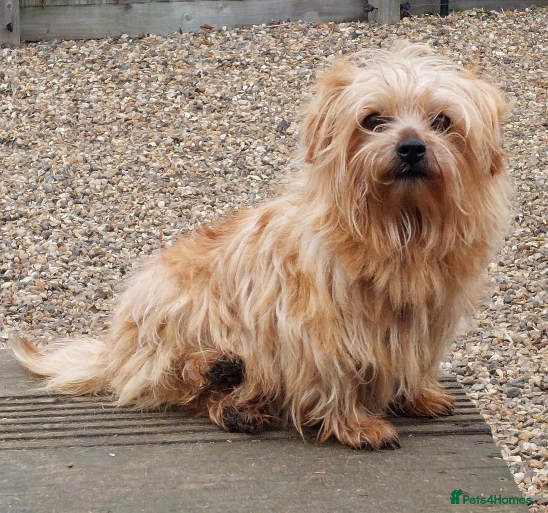 Norfolk Terrier dogs for sale: NORFOLK TERRIER BITCH. Looking for a quieter life. - Advert 1