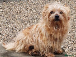 Norfolk Terrier dogs NORFOLK TERRIER BITCH. Looking for a quieter life. - Advert 10