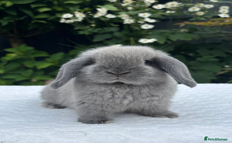 Mini Lop rabbits - Advert 1