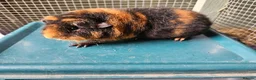Guinea Pig rodents for sale: Teddy boars & sows  in Wotton-under-Edge - Advert 6