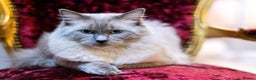 Ragdoll cats for sale: 🏅Last 2 GCCF Ragdoll kittens Ready now - Advert 4