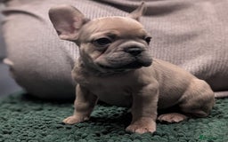 French Bulldog dogs for sale: French Bulldog puppies ready now ❤️ last 2 left - Image 14