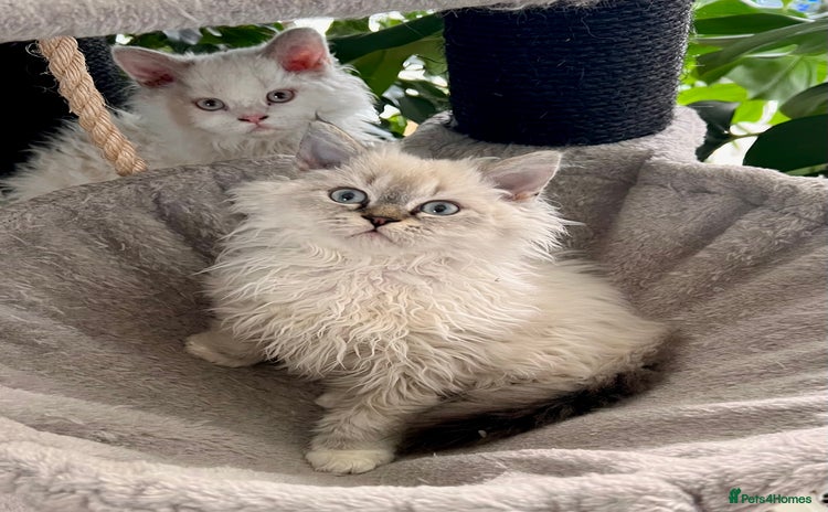 Selkirk Rex cats - Advert 1