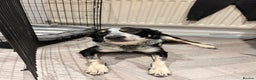 Border Collie dogs for sale: 11 month old border collie  - Advert 1