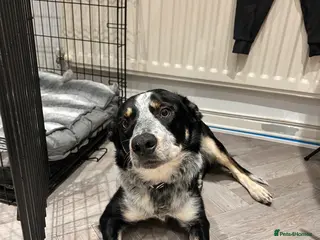 Border Collie dogs 11 month old border collie - Advert 2