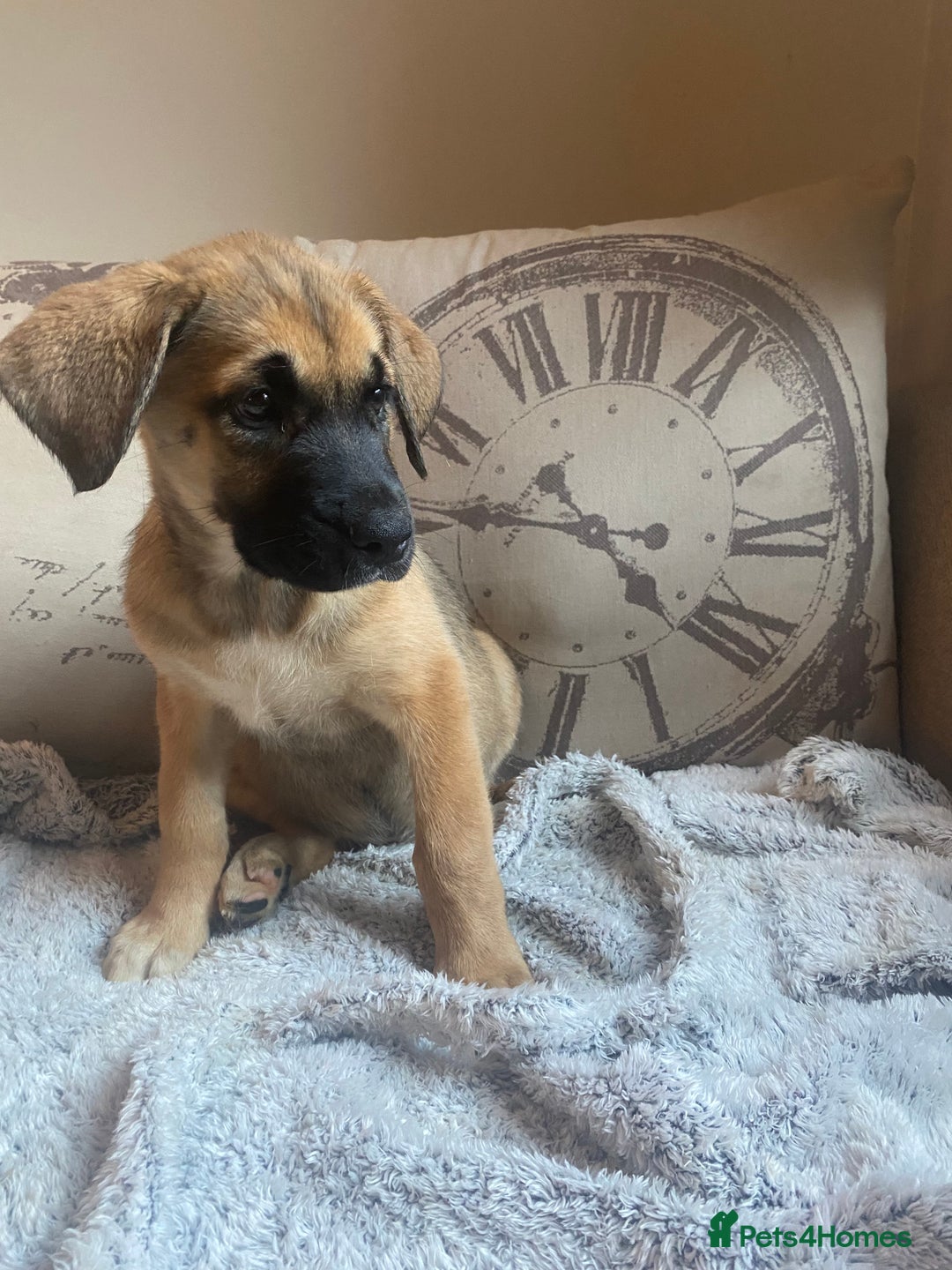 Mixed Breed dogs for sale: Cane corso X Alaskan malamute surprise litter  - Image 26
