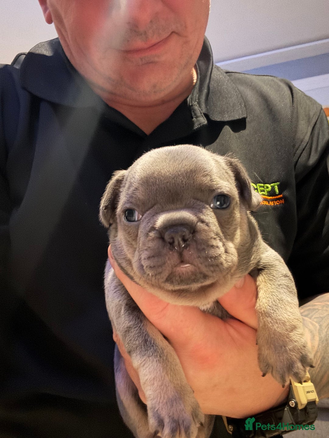 French Bulldog dogs for sale: French Bulldog Puppies - Advert 13