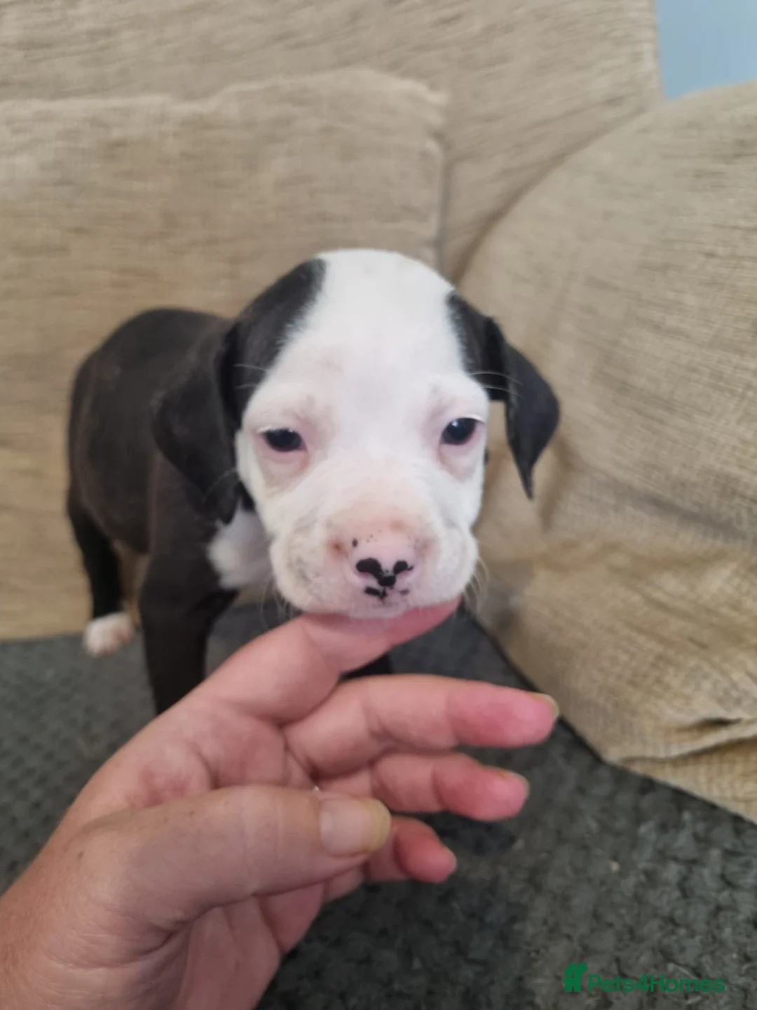Staffordshire Bull Terrier dogs for sale: 3 boys & 1 girl looking for their forever home in Walsall - Advert 2