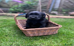 Labrador Retriever dogs for sale: Labrador puppies  - Image 3