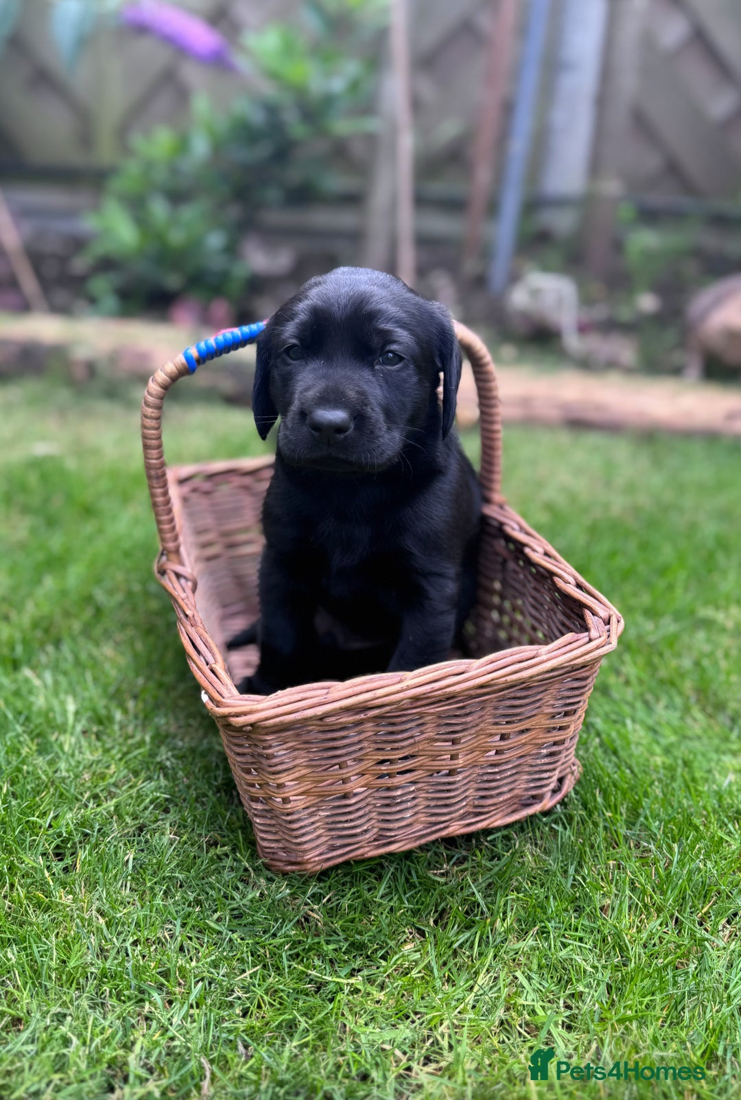 Labrador Retriever dogs for sale: Labrador puppies  - Image 3