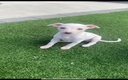 Italian Greyhound dogs for sale: Italian greyhound puppies - Image 20