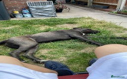 Cane Corso dogs for sale: Dior 11 month old Cane Corso  - Image 6