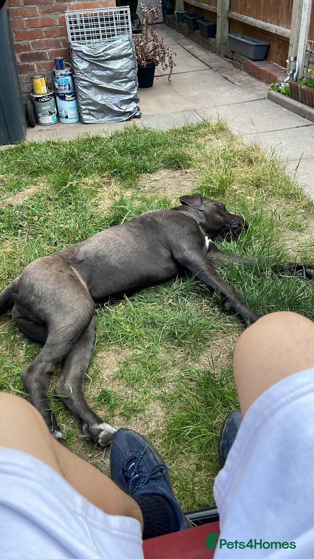 Cane Corso dogs for sale: Dior 11 month old Cane Corso  - Image 6