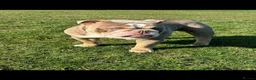 English Bulldog dogs for stud: Bull dog for stud  - Advert 5