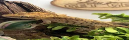 Gecko reptiles for sale: CB22 Adult female Dalmatian Crested Geckos - Advert 1