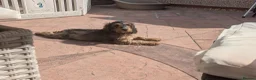 Cockapoo dogs for sale: Ready f1 Show/Toy boy for his forever home - Advert 4